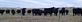 inquisitive beef cattle. Taken 12-1-10 near Belmont by Gerard Abing.