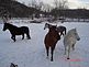 Our 4 HORSES. Taken December 2009 Our property near Bankston, IA by Tom Lucas.