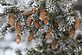 Pine cones on frosty tree. Taken January 18, 2010  My backyard  by Janet Spoerl.