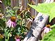 my flowers and my water lilies. Taken 6-16-11 in my yard by i did.