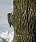 Red-headed woodpecker. Taken 1/3/10 Out our patio door by Deb Hogan.