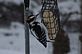 Woodpecker feeding on the feeder. Taken 12-30-12 Backyard in Dubuque by Peggy Driscoll.