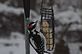 Woodpecker feeding on the feeder. Taken 12-30-12 Backyard in Dubuque by Peggy Driscoll.