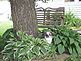 Wrigley loves the hostas by Ann Lorenz