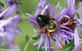 A bumble bee rests on purple aster.. Taken September 19, 2023 Mines of Spain, Dubuque, IA by Veronica McAvoy.