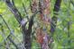 A male red-bellied woodpecker feasts on berries by a tree.. Taken September 16, 2023 Mines of Spain, Dubuque, IA by Veronica McAvoy.