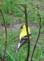 Yellow finch