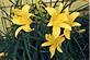 Yellow day lillies against yellow house.