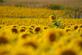 A sunflower stands out in the crowd. Taken in mid September in Belle Plaine, Iowa by Lorlee Servin.