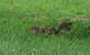 Young squirrels playing. Taken July 2, 2009 My yard in rural East Dubuque by Jody Bradley.