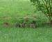 Young squirrels playing-1. Taken July 2, 2009 My yard in rural East Dubuque by Jody Bradley.