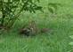 Young squirrels playing 2. Taken July 2, 2009 My yard in rural East Dubuque by Jody Bradley.