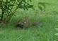 Young squirrels playing 2. Taken July 2, 2009 My yard in rural East Dubuque by Jody Bradley.