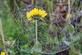 A dewy spider web frames a wildflower along the Bee branch in the early morning.. Taken September 9, 2023 16th street Bee branch, Dubuque, IA by Veronica McAvoy.