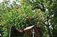 Trumpet Vine Blooming in the Backyard. Taken 6-30-12 Backyard in Dubuque by Peggy Driscoll.