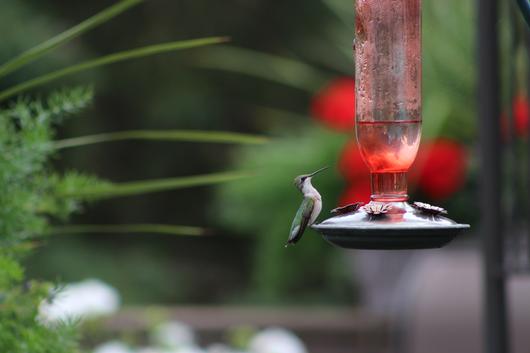 Submitted by: hummingbird