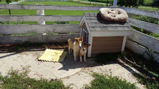 Submitted by: mustang7695