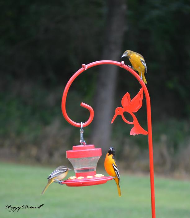 Submitted by: Peggy Driscoll